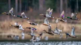群鸭湖畔展翅飞翔