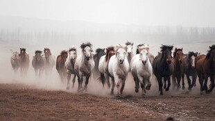 万马奔腾尘土飞扬的壮阔场景