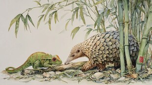 竹下的穿山甲与蜥蜴相遇