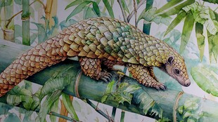 水彩画中趴在竹子上的穿山甲