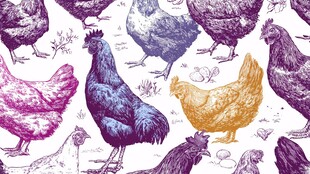 多彩手绘鸡群图案设计