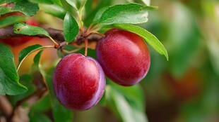 枝头红李 绿叶相伴