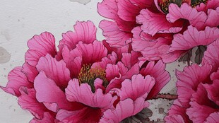 娇艳盛开的粉色牡丹花