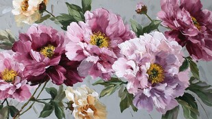 娇艳牡丹花绽放