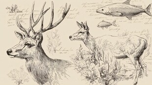 鹿与鱼的自然素描图景