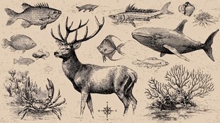 复古风格动物插画集合