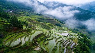 云雾缭绕下的绝美梯田风光