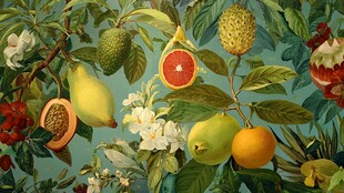 复古风水果花卉图案壁纸