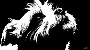 黑白长毛犬头像剪影