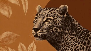 豹之侧影 野性与优雅并存