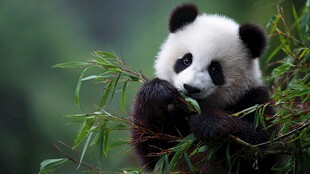 憨态可掬的熊猫吃竹子瞬间