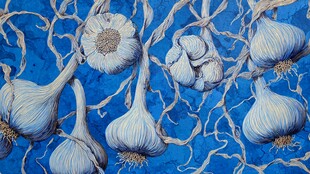 蓝色背景下的饱满大蒜