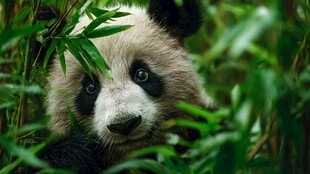 竹林中的可爱大熊猫