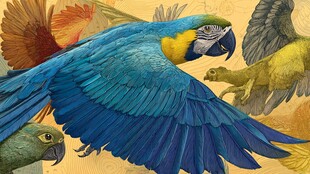 群鸟齐飞的绚丽瞬间