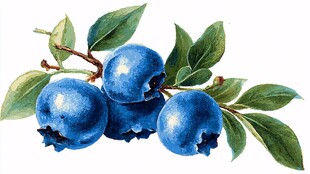 水彩绘蓝莓与绿叶