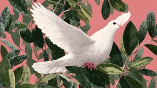 白鸽栖于绿叶间