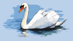 优雅天鹅水中悠然游弋