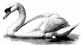 优雅天鹅水中静态素描图