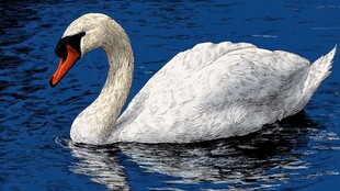 优雅天鹅悠游于蓝色湖面