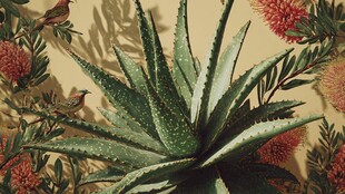 芦荟与花鸟的自然景致