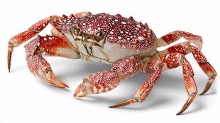 红斑点螃蟹特写