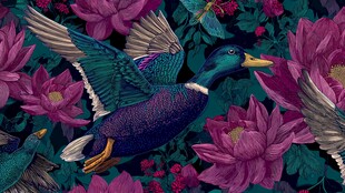 紫莲间飞翔的多彩野鸭