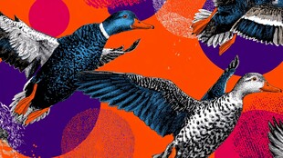 群鸭飞舞的多彩图案世界