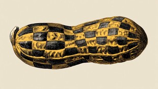 棋盘格花纹的独特花生