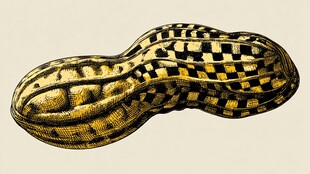 棋盘格花纹花生艺术图像