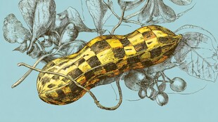 创意格子花纹花生插画