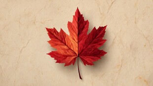 红枫叶的优雅静美