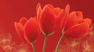 艳丽红郁金香绽放美景