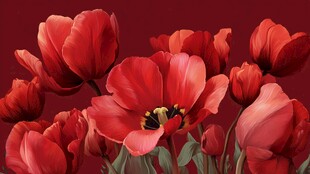 鲜艳红郁金香绽放之美