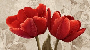 两朵娇艳红郁金香花卉图