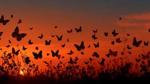 夕阳下蝶群飞舞的浪漫景象