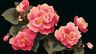 娇艳丽格海棠绽放瞬间