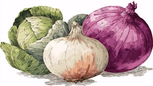 手绘洋葱与卷心菜