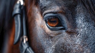 马眼特写 深邃而明亮
