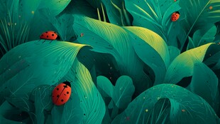 绿叶上的瓢虫奇幻小世界