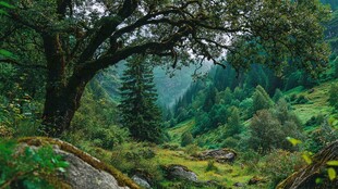 山林幽境绿意浓