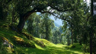 绿野幽林间的静谧风光