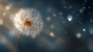 飘飞的蒲公英 梦幻的诗意