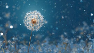 梦幻蒲公英在星空下飘散