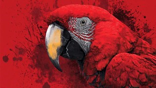 火红金刚鹦鹉的艳丽风采