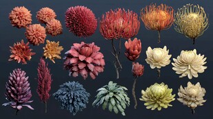 多样绚丽花卉3D模型展示