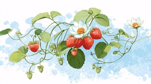 草莓藤蔓与花朵清新插画