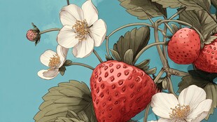 草莓花朵与果实插画