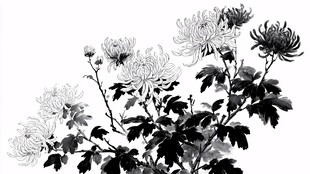 水墨菊花写意