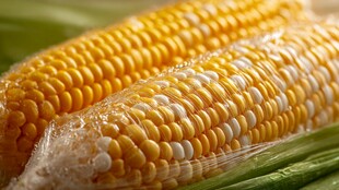 新鲜双色玉米 饱满诱人