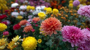 缤纷多彩菊花绽放美景